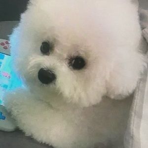 Meet your Posher, Evangeline